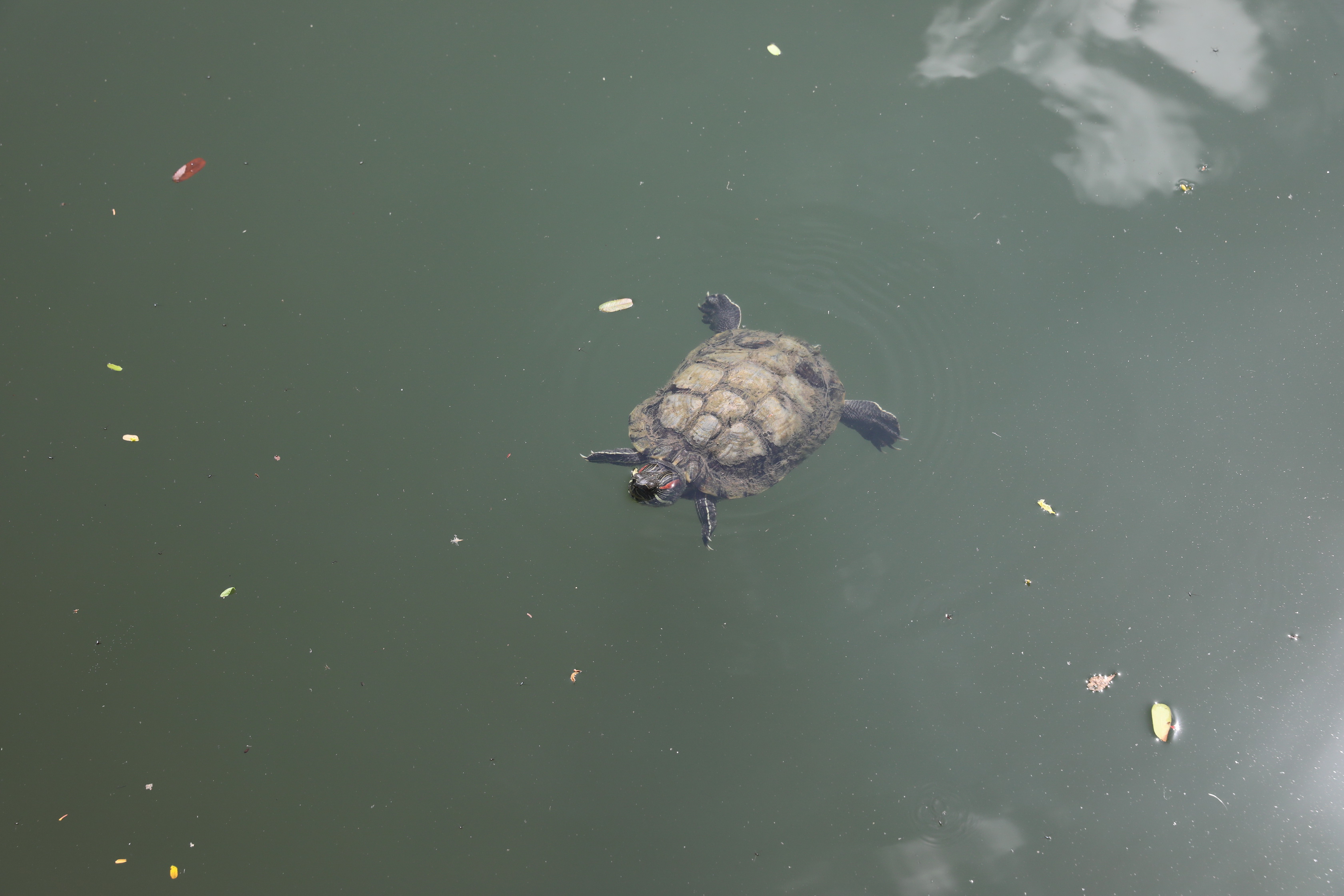 2020 02 03 15 15 22 Canon EOS 5D Mark IV 0032